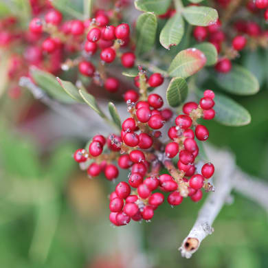 Mastic Tree - Pistacia lentiscus