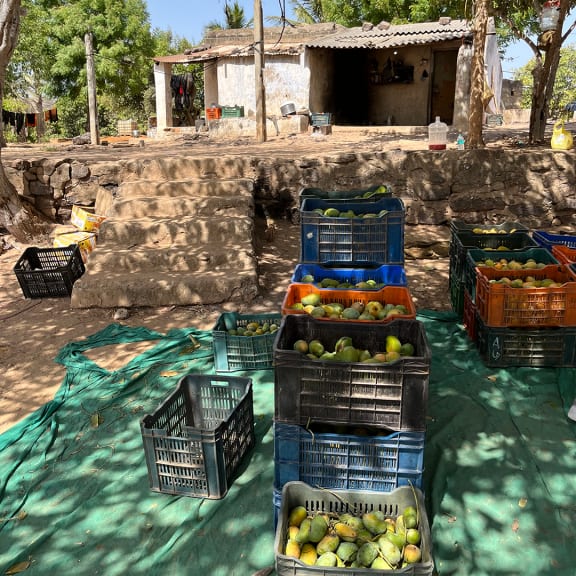 Crates of Mangoes sitting on a green tarp.