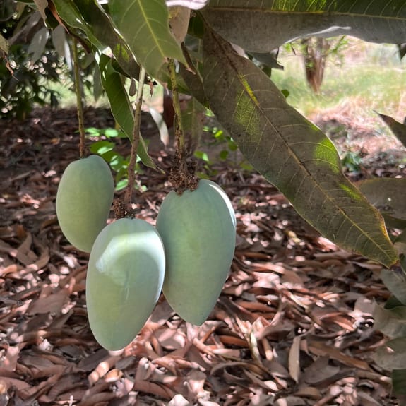 Unripe mangoes hanging from a branch,