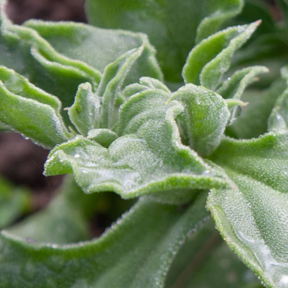 Close-up of green succulent leaves covered in water droplets.