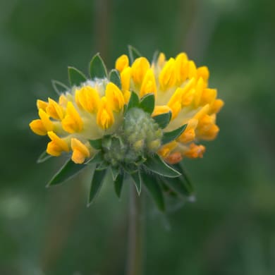 Kidney Vetch - Anthyllis vulneraria L.