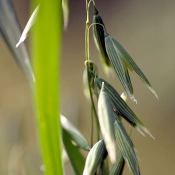 Common Oat - Avena sativa L.