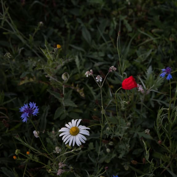 Wildflowers in dark greenery, with a white daisy, red poppy and blue cornflowers in the foreground.