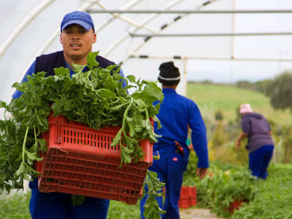 Farm worker carrying a crate full of leafy greens in a greenhouse, with two other workers harvesting in the background.