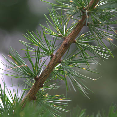 Larch - Larix decidua Mill.