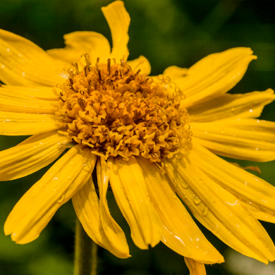 Arnica - Arnica montana L.