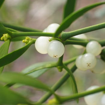 Mistletoe - Viscum album