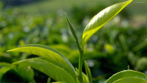 Tea – Camellia sinensis Tea – Camellia sinensis