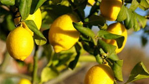 Lemon – Citrus limon Lemon – Citrus limon