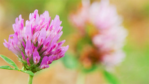 Red Clover – Trifolium pratense Red Clover – Trifolium pratense