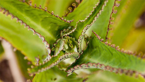 Bryophyllum – Kalanchoë daigremontiana Bryophyllum – Kalanchoë daigremontiana