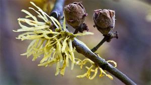 Witch Hazel – Hamamelis virginiana Witch Hazel – Hamamelis virginiana