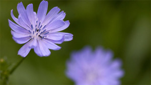 Chicory – Cichorium intybus