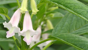 Sesame – Sesamum Indicum Sesame – Sesamum Indicum