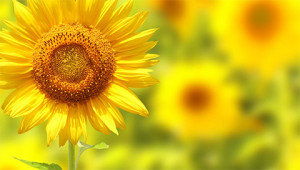 Sunflower – Helianthus annuus Sunflower – Helianthus annuus