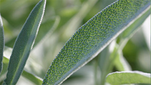Sage – Salvia officinalis Sage – Salvia officinalis