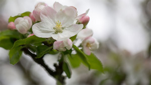 Apple – Malus domestica Apple – Malus domestica