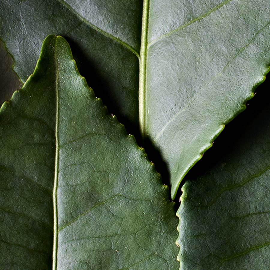 Brow \u0026 Lash Gel | Dr. Hauschka, image size:900x900