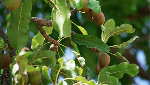 Shea Tree – Butyrospermum parkii Shea Tree – Butyrospermum parkii
