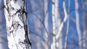 Birch – Betula pendula Birch – Betula pendula