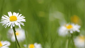 Daisy – Bellis perennis Daisy – Bellis perennis