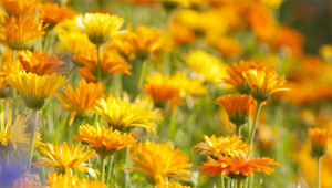 Calendula – Calendula officinalis Calendula – Calendula officinalis