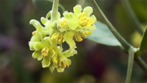 Jojoba – Simmondsia chinensis Jojoba – Simmondsia chinensis