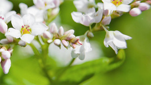 Buckwheat – Polygonum fagopyrum