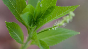 Dog´s Mercury – Mercurialis perennis