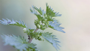 Small Nettle – Urtica urens Small Nettle – Urtica urens