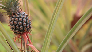 Pineapple – Ananas comosus Pineapple – Ananas comosus