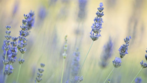 Lavender – Lavandula angustifolia  Lavender – Lavandula angustifolia