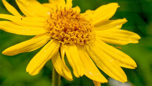 Arnica – Arnica montana Arnica – Arnica montana