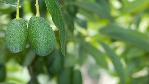 Avocado – Persea gratissima Avocado – Persea gratissima