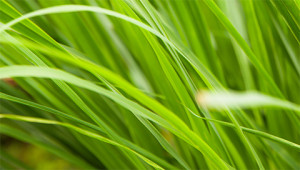 Lemongrass – Cymbopogon citratus Lemongrass – Cymbopogon citratus