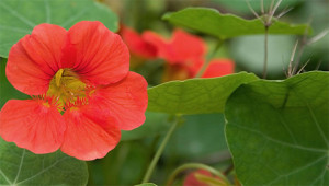 Nasturtium – Tropaeolum majus Nasturtium – Tropaeolum majus