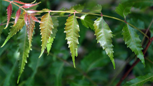 Neem – Azadirachta indica Neem – Azadirachta indica